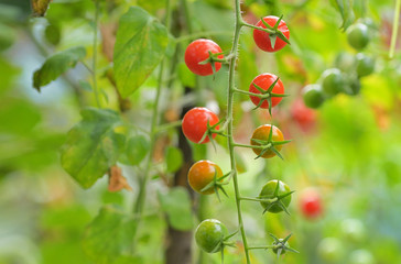 Branch of red ripe and green unripe tomatoes