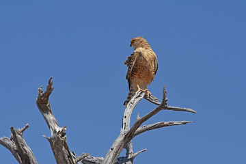 Steppenfalke (falco rupicoloides) im Etosha Nationalpark (Namibia)