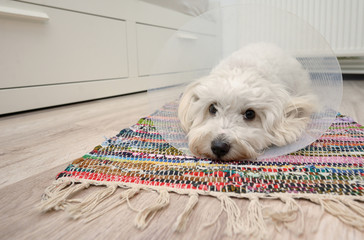 Maltese dog with plastic elizabethan (buster) collar