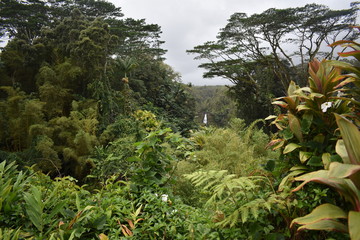 Fototapeta premium Akaka Waterfalls Big Island Hawaii USA