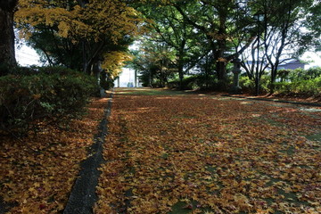 秋の風情、紅葉や黄葉