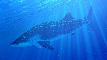 3d rendered illustration of a whale shark