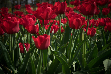 Netherlands,Lisse, a close up of a flower