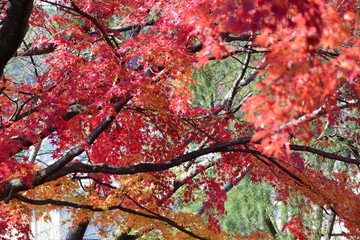 秋の風情、紅葉や黄葉