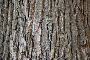 Obraz premium Tree bark, tree trunk, old tree