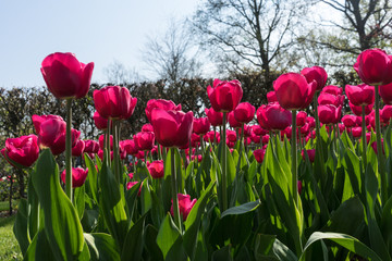Netherlands,Lisse, a vase filled with pink flowers