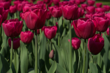Netherlands,Lisse, a close up of a flower