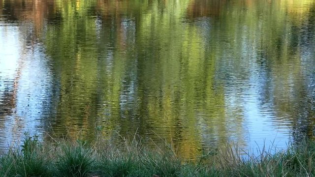 Background. Reflection of tree on the water surface.