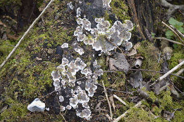 fungi on decaying tree with moss macro