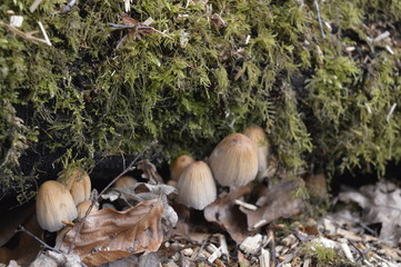tiny toadstools among leaf litter with moss macro