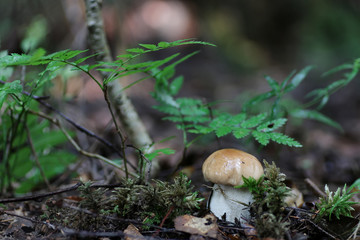 boletus mushroom drop of water