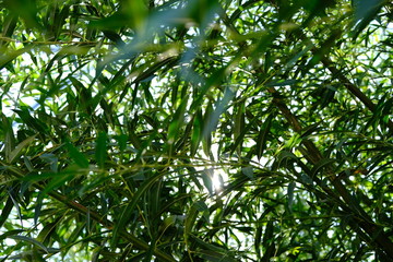 leaves with sun