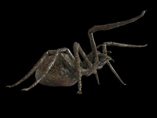 3d rendered illustration of a giant spider