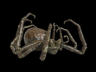 3d rendered illustration of a giant spider