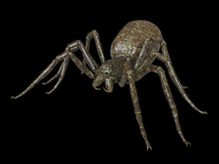 3d rendered illustration of a giant spider