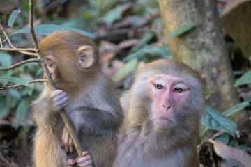 Chinese Macaques' Mother and Child