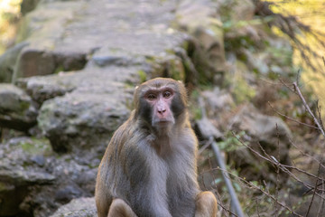 Chinese Macaque