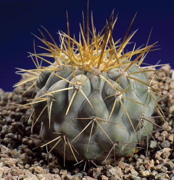 Cactus. Copiapoa gigantea. A unique studio photographing with a beautiful  imitation of natural conditions on a blue background.