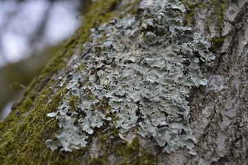 leafy lichen and moss on tree macro 
