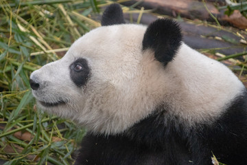 Fototapeta na wymiar Chinese Pandas