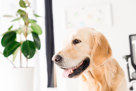 Golden Retriever Dog Near Plant, Selective Focus