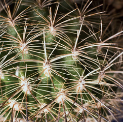 Cactus. Eriosyce chilensis thorns. A unique studio photographing with a beautiful  imitation of natural conditions on a black background.