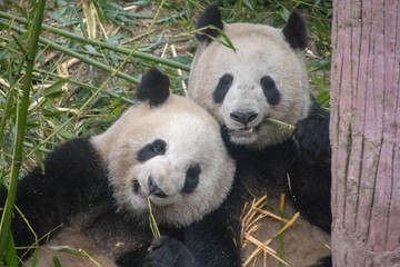 Fototapeta premium Chinese Pandas