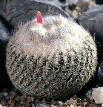 Cactus. Epithelantha unguispina. A unique studio photographing with a beautiful  imitation of natural conditions on a stones background.