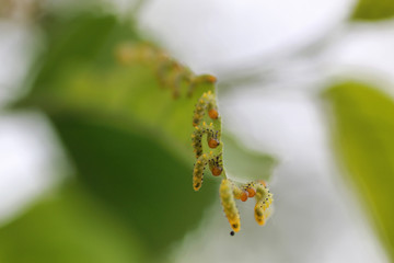 Treatment of plants from insects