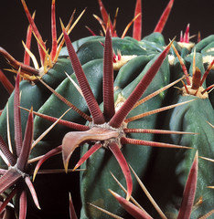 Cactus. Ferocactus latispinus thorn. A unique studio photographing with a beautiful  imitation of...