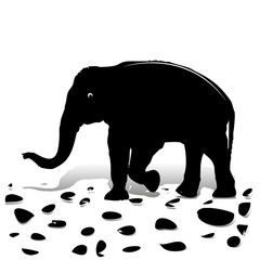 Silhouette of black elephant walking on stones, for design on white background,
