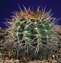 Cactus. Gymnocalycium hammerschmidii. A unique studio photographing with a beautiful  imitation of natural conditions on a blue background.
