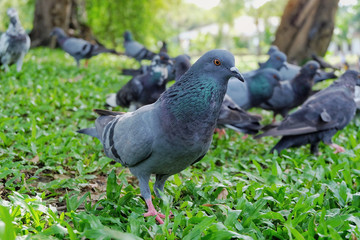 Gray dove or pigeon (Columba livia) is standing and eating bread on green grass in the pubpic park. Bird background.