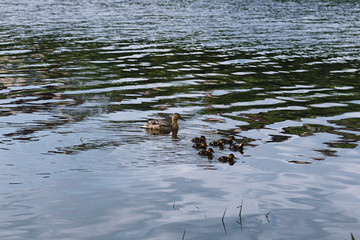 Birds on the pond. A flock of ducks and pigeons by the water. Mi
