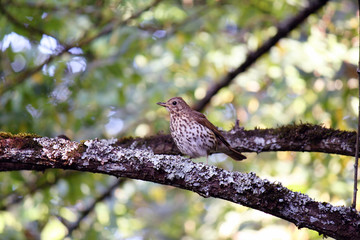 Bird