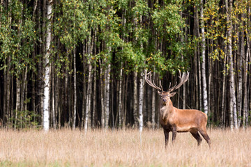 Naklejka na ściany i meble Red deer stag with big horns looking at camera against green birch forest. Cervus Elaphus. Natural habitat.