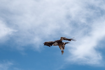 Fototapeta premium vulture in flight