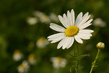 Chamomile flower with water drops on petals close-up on blurred floral background