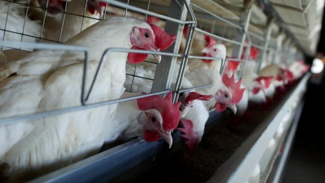 Poultry farm for breeding chickens and eggs, chickens pecking feed, close-up, factory hens, modern farm