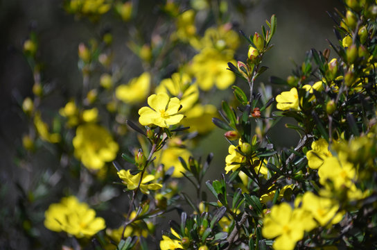Yellow flowers of the Australian native Hibbertia monogyna, family Dilleniaceae, growing in heath in the Royal National Park, Sydney, New South Wales, Australia