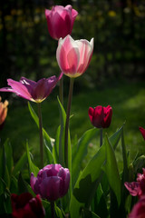 Netherlands,Lisse, a close up of a flower