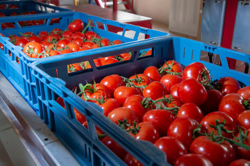 Sorting and packaging line of fresh ripe red tomatoes on vine in Dutch greenhouse, bio farming in Europe