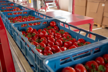 Sorting and packaging line of fresh ripe red tomatoes on vine in Dutch greenhouse, bio farming in...