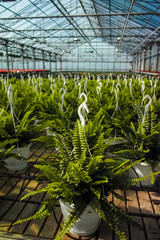 Nephrolepis Green Lady, houseplants cultivated as decorative or ornamental flower, growing in greenhouse, ready for transport for sale.