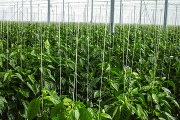 Big ripe sweet green bell peppers, paprika, growing in glass greenhouse, bio farming in the...