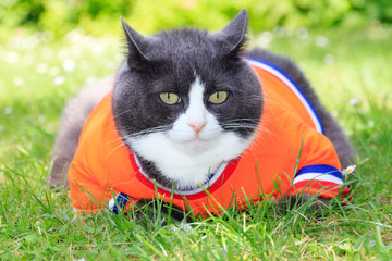 Random image of a fat pussy cat dressed as soccer player for the dutch national team relaxing in...