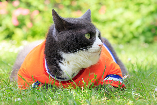 Random image of a fat pussy cat dressed as soccer player for the dutch national team relaxing in the garden in spring in the Netherlands