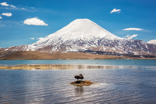 Andean coots on Chungara lake, Parinacota volcano, Chile