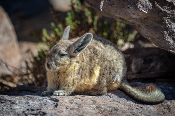 Close up of a vizcacha near Las Cuevas in Chile