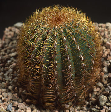 Cactus. Oroya baumanii. A unique studio photographing with a beautiful  imitation of natural conditions on a black background.